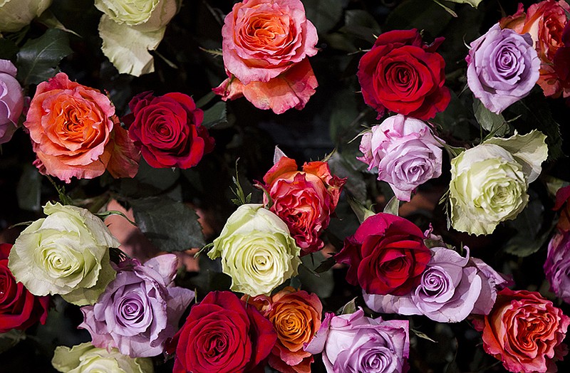  A study of roses that have a strong scent revealed a previously unknown chemical process in their petals that is key to their fragrance.