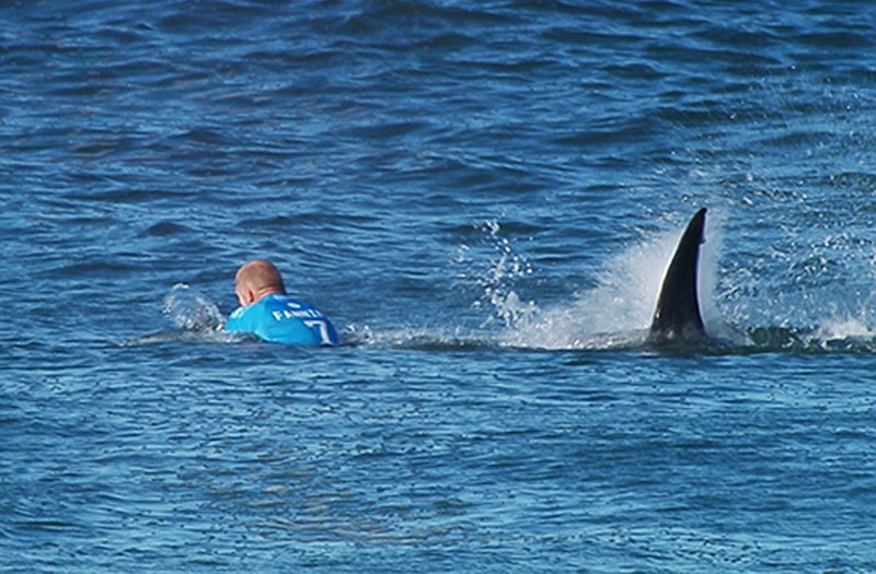 In this image made available by the World Surf League, Australian surfer Mick Flanning is pursued by a shark, in Jeffrey's Bay, South Africa. Knocked off his board by an attacking shark, a surfer punched the creature during the televised finals of a world surfing competition in South Africa before escaping. Fanning was attacked by a shark on Sunday during the JBay Open but escaped without injuries. 