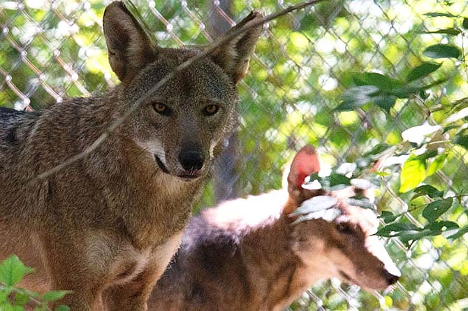 This September 2014 photo provided by the Endangered Wolf Center shows two red wolves at the center in Eureka, Mo. Center officials said Tuesday, July 21, 2015 that the red wolf population in the wild, all in eastern North Carolina, has dropped to about 50 from 100 in the past five years. A national summit is planned to consider how to help the endangered wolf. 