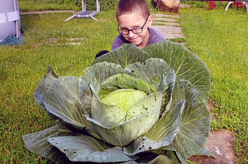 Ayden Potts, age 9, grew an 8-lb 4 oz. cabbage for Bonnie Plant's third grade program.  Submitted photo.