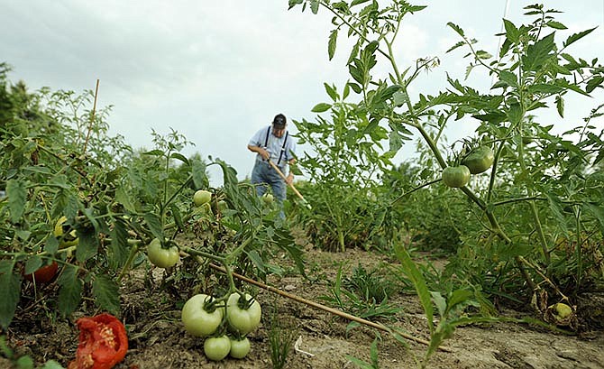 NEEED Project chairman Jack Ryan works to remove weeds from between the
vegetable plants while tending to the organization's Heart of Missouri Gardens
plot on Big Horn Drive on Friday.