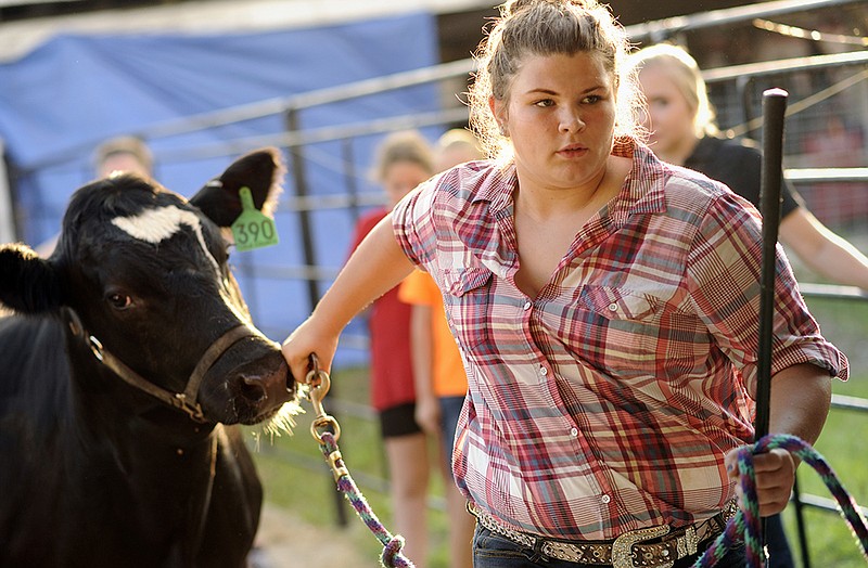 Reaghan Cook leads her steer to the ring as she gets set to show in the Market Beef show at the fair on Monday afternoon.
