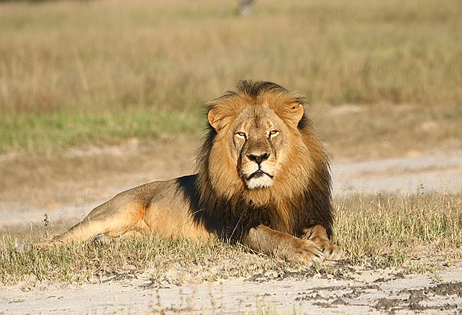 Cecil the lion rests in Hwange National Park, in Hwange, Zimbabwe. Two Zimbabweans arrested for illegally hunting a lion appeared in court Wednesday. The head of Zimbabwe's safari association said the killing was unethical and it couldn't even be classified as a hunt, since the lion killed by an American dentist was lured into the kill zone.