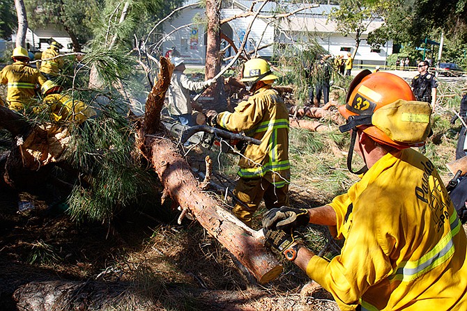 Pasadena firefighters work to remove a tree that fell Tuesday near Kidspace Children's Museum in Pasadena, California. Witnesses say the tree made a cracking sound and came down on children just as a summer day camp at the museum was letting out for the day.
