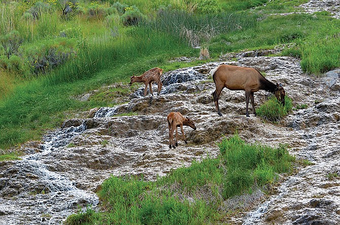 A cow elk and her two calves get a drink of mineral water in Yellowstone National Park.