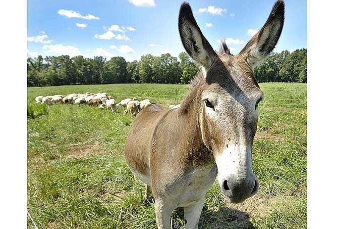 The curious Boeckman checks out visitors to assess
whether they are predatory or friendly. Boeckman is one
of four working donkeys at Lincoln University's Busby
Farms to serve as guardians to sheep.