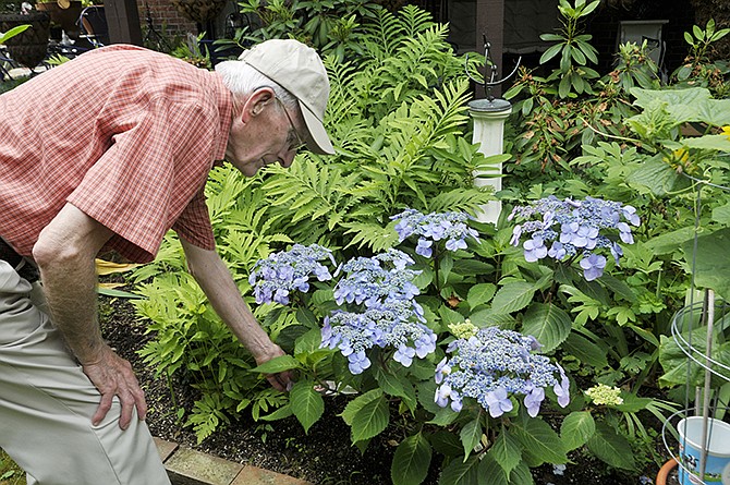 Jim Chilcutt shows off his plants of colorful blooms to which he added food coloring to get this color. Despite living in a condo with limited space, Chilcutt still finds places to garden.