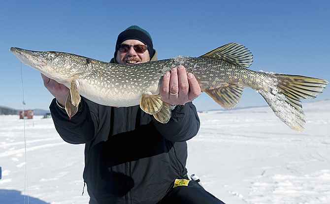 Bruce Gollmer of Niskayuna, New York, holds a northern pike he caught while ice fishing on Great Sacandaga Lake in Mayfield, New York. Humans fish and hunt in a way contrary to nature and evolution in that we kill larger mature animals, while most non-human predators kill young and feeble. 