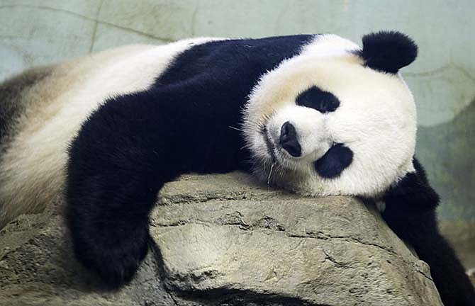 The Smithsonian National Zoo's Giant Panda Mei Xiang sleeps in the indoor habitat at the zoo in Washington, Wednesday, Aug. 12, 2015. The zoo says she gave birth to twin cubs on Saturday, Aug. 22, 2015.