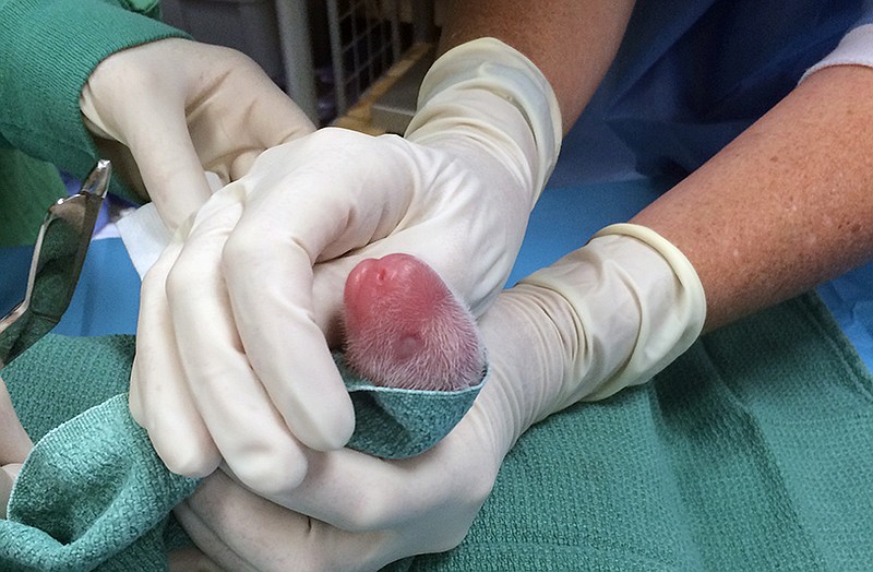 One of the giant panda cubs is examined by veterinarians after being born at Smithsonian's National Zoo on Saturday in Washington. The National Zoo in Washington says its adult female panda has had twins.