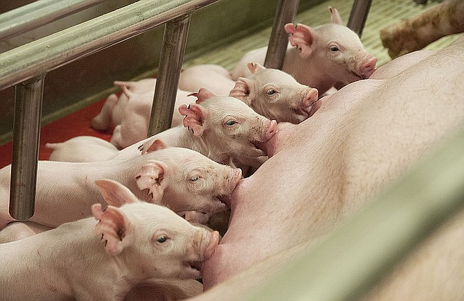 Piglets drink milk from their mother inside the University of Missouri's National Swine Resource and Research Center during an informational tour. The piglets and their mother were held inside the farrowing room of the building, which sows are placed into before giving birth. The potential hog farm coming to Kingdom City includes a farrowing building that will house up to 1,200 sows.