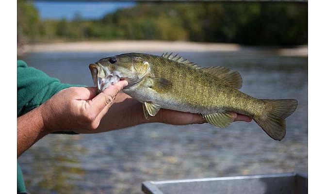 The Missouri Department of Conservation is seeking public input about smallmouth bass and rock bass (goggle eye) regulations.