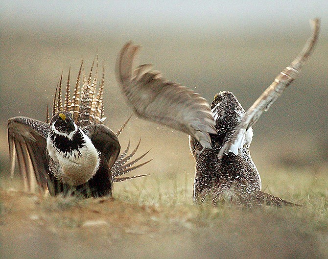 Male sage grouses fight for the attention of a female, southwest of Rawlins, Wyoming. The ground-dwelling bird, whose vast range spans 11 Western states, does not need federal protections, the Interior Department said Tuesday.