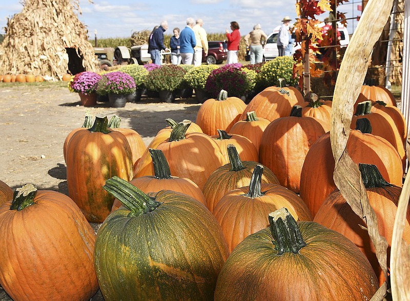 No shortage of pumpkins here. It took a second planting this year, but Fischer Farms persisted and now has a pumpkin crop ready to sell in their north Jefferson City business. With the wet spring and early summer, some pumpkin growers' production is down considerably.