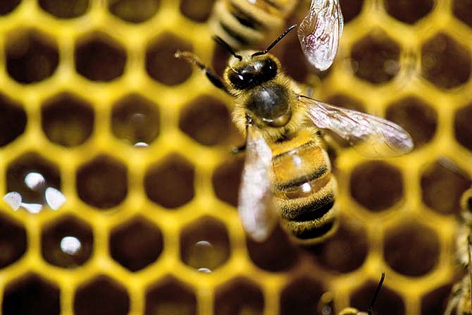 Honey bees are at work in a hive on display at an agriculture exhibition.