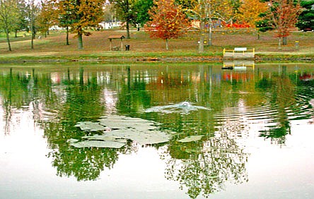 A fish creates a big splash at the surface of the lake before sundown Monday, November 2, 2015, at Veterans Park in Fulton.