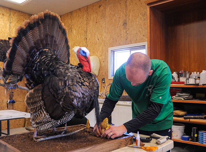 Taxidermist Andrew Kiesling attaches a mushroom to the taxidermy display of a turkey he finished, prior to the opening of deer season.