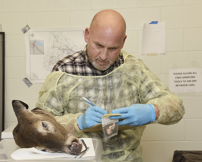 In this Nov. 20, 2015 photo, Missouri Department of Conservation (MDC) staffer Joe Jerek demonstrates how they get samples to test deer for Chronic Wasting Disease (CWD). When someone brings in a harvested deer or deer head, they have to cut into it to be able to retrieve the lymph nodes then package them to be sent off for testing. Test results take several weeks and the hunter can check MDC's website to see the results.