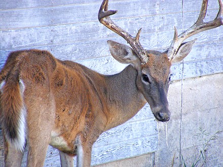 This photo courtesy of Warden Michael Hopper, Kansas Department of Wildlife, Parks & Tourism, shows a deer suffering from Chronic Wasting Disease, a neurological wasting disease with symptoms that include weight loss, tremors, increased salivation and difficulty swallowing. A deer may carry the disease for several months before showing outward signs of the illness.