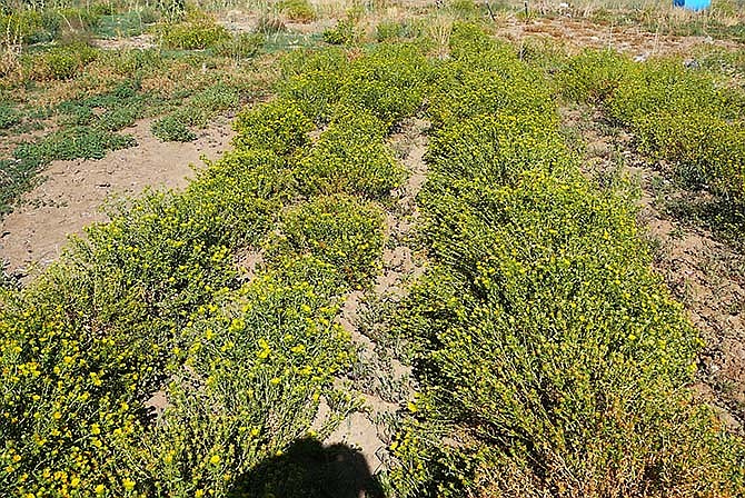 This Aug. 12, 2012, photo, taken at a research farm at the University of Nevada, Reno, and provided by the university, shows curly cup gumweed, a sticky cousin of the sunflower that is the target of research into efforts to use it to produce biofuels. UNR environmental sciences professor Glenn Miller and a team of scientists are in the second year of a four-year project funded by a $500,000 grant from the USDA. (Whip Villarreal/University of Nevada, Reno via AP)