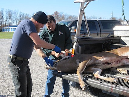 Missouri Department of Conservation biologists remove the lymph nodes from a deer killed in Callaway County. Having a deer tested for Chronic Wasting Disease assures that meat is safe to consume.