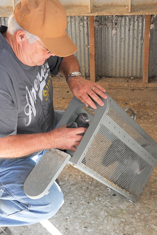 Larry Burlingame raised homing pigeons 40-plus years ago before he had a family. Now, with his grandsons in rural Russellville, they have taken up the hobby again.