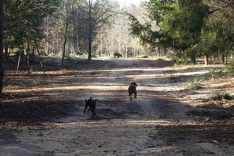 Dogs equipped with tracking collars pursue hogs to "bay them up" Thursday at Boggy Creek Outfitters. Their owners are training them to capture hogs in the wild.