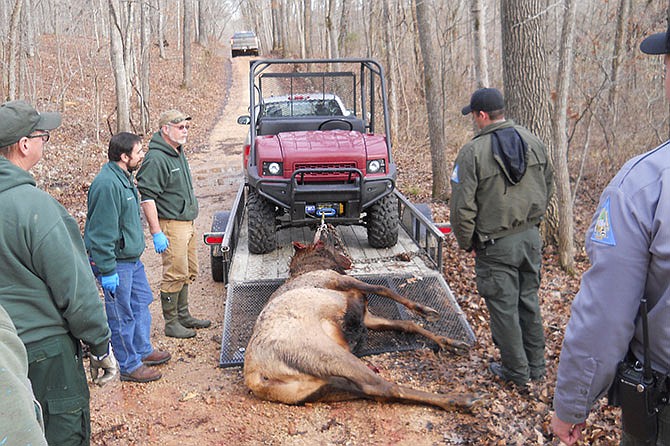 Missouri Department of Conservation workers look on solemnly as a bull elk that was poached along the Current River is loaded on a trailer to be hauled away. 