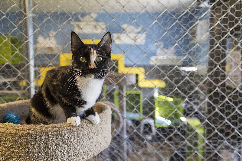 A cat prepares to pounce in the cat room of the Texarknaa, Ark., Animal Care and Adoption Center on Dec. 14, 2015. The two sections of the cat room have all the cats need and plenty of friends to play with. 