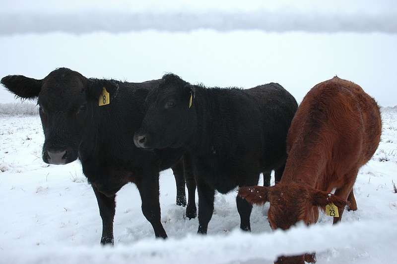 Cattle stay together for warmth after the recent West Texas snowstorm.