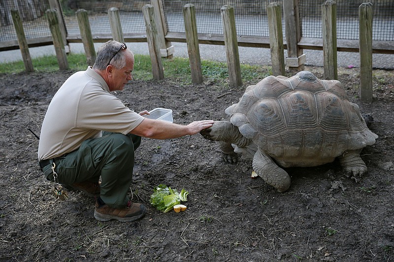 Keeper Roman Kantorek feeds an aldabra tortoise Oct. 13, 2015, while on his nightly duties at the Dallas Zoo. The 62-year-old Polish immigrant worked at the zoo 23 years before retiring in 2009. But he returned in 2012.