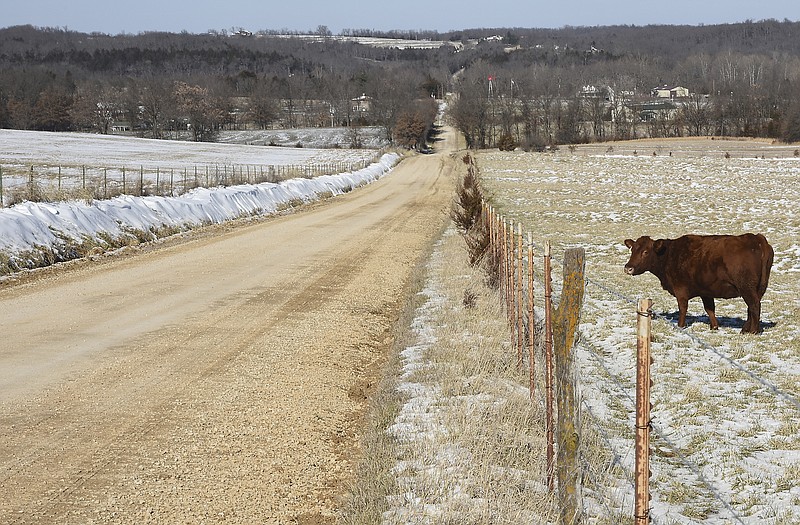 This cow will have plenty to watch later this year if voters approve a sales tax extension. County Commissioners on Tuesday approved a resolution to ask voters to renew the county's half-cent sales tax. One of the projects listed is to upgrade the remainder of unpaved Waterford Road in Centertown, shown here, to a paved road.