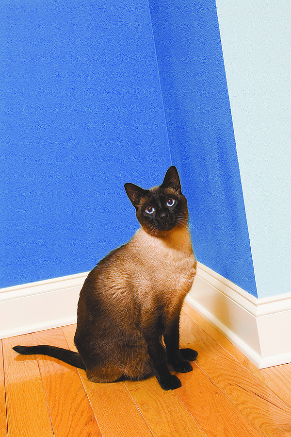 Control cat's yowling for food by withdrawing interaction Texarkana Gazette