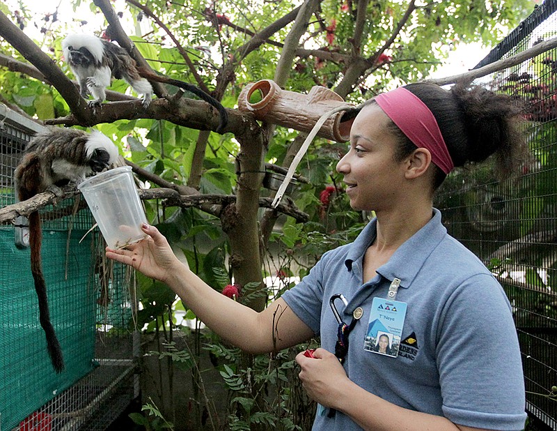 T'Noya Gonzales, a biologist for the Moody Gardens Rainforest Pyramid, offers Gracie, the new Cotton-top Tamarin, treats of grubs and crickets Wednesday, Jan. 6, 2016, in Galveston, Texas, during a training session with the rainforest's other Cotton-top Tamarin, Victor.  A tamarin is a monkey that is about the size of a squirrel. Wild tamarins reside in tropical parts of Central and South America. The exhibit's two tamarins can roam throughout the Rainforest Pyramid, which has a one-acre floor and extends upward about 100 feet, but Victor had already set up a section near the bottom as his home territory. After receiving Gracie from a zoo in California Dec. 2, staff spent the next three weeks acclimating her to Victor's space.  