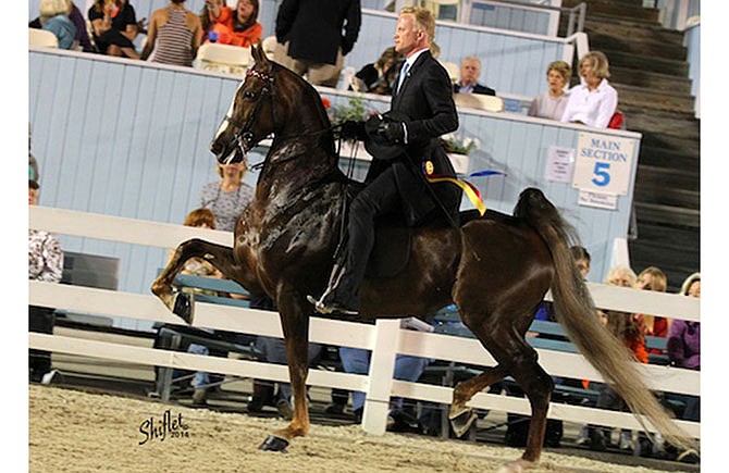 Smith Lilly shows an American Saddlebred. The noted author and horseman will speak and give at clinic at William Woods University later this month.