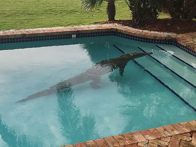 A crocodile swims Thursday in a privately owned pool in Islamorada, Florida. The Florida Fish and Wildlife Conservation Commission assisted in the removal of the crocodile. 