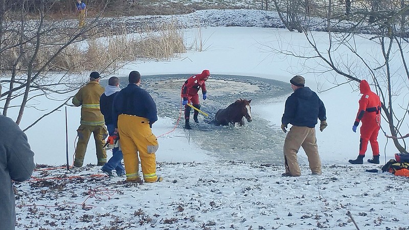 A horse is helped to get out of a frozen pond, after having fallen through several inches of ice.