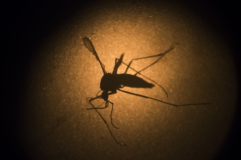 An Aedes aegypti mosquito is photographed through a microscope Wednesday, Jan. 27, 2016, at the Fiocruz institute in Recife, Pernambuco state, Brazil. The mosquito is a vector for the proliferation of the Zika virus that's spreading throughout Latin America. New figures from Brazil's Health Ministry show that the Zika virus outbreak has not caused as many confirmed cases of a rare brain defect as first feared.