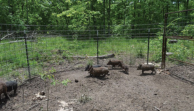 Research has proven trapping is the best way to eliminate feral hog populations.