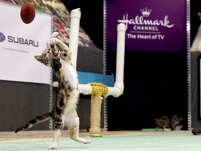 A kitten plays with a toy football during a taping of the 2015 Kitten Bowl in New York. The Hallmark Channel taped Kitten Bowl III months ahead of Super Bowl Sunday.