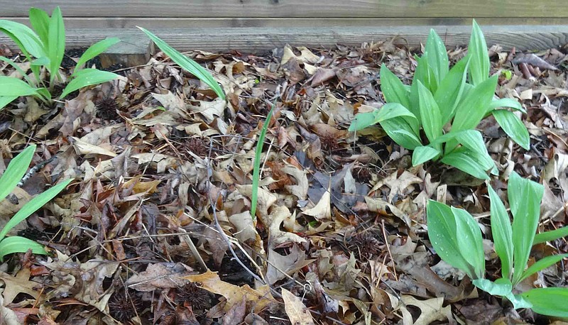 There are two species of wild leeks in Missouri: Allium tricoccum, shown in the middle with narrow leaves, and A. burdickii, shown in clumps with broader leaves.