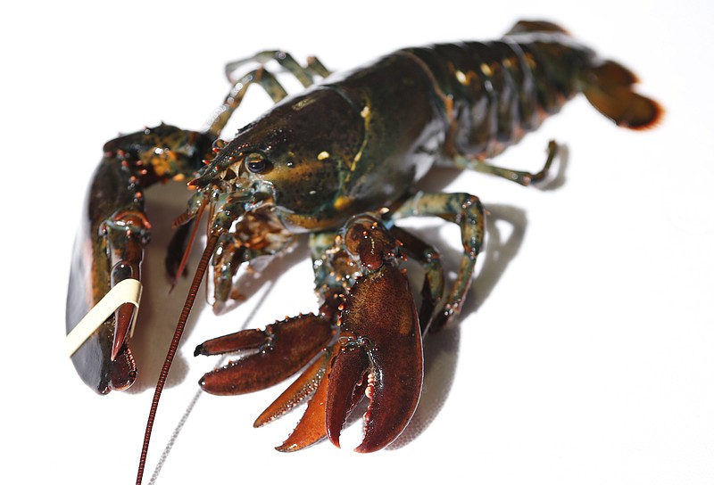 A four-clawed female lobster is seen at Ready Seafood Co., Thursday, March 10, 2016, in Portland, Maine. The crustacean was most likely caught in Canadian waters before being sold to the wholesale lobster company. The owners said it will be given to the state's marine resource lab.