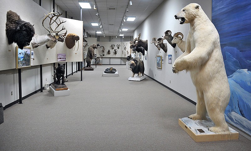 This March 3, 2016 photo shows the William Bond Wild Game room at the  Red River Valley Museum in Vernon, Texas. The museum captures North Texas history beginning with its prehistoric days.  