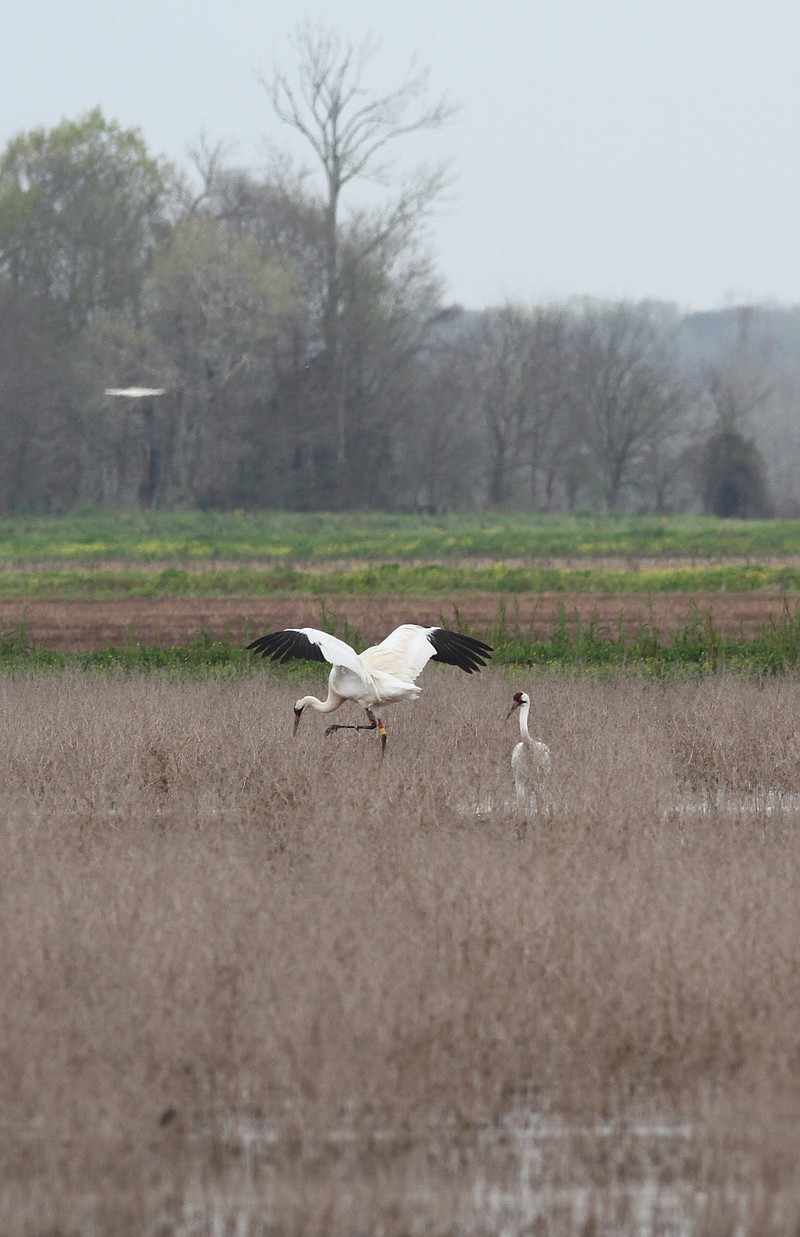 Louisianas Oldest Whooping Cranes Learning How To Be Adults Parents