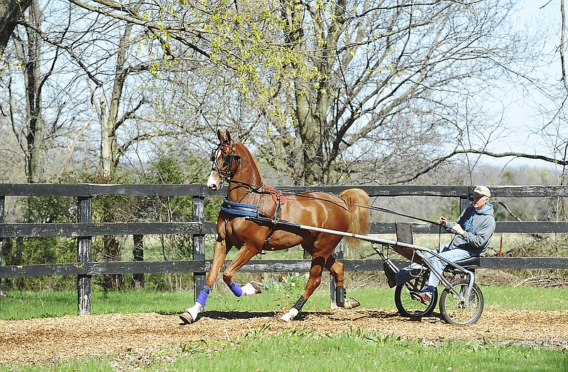 Bob Brison works rides in the jog cart as he works with Mr. Park Avenue, commonly called Gatsby, at a nearby stables serving as the temporary home to horses from Fairview Farms. Several horses were displaced after a March 7 fire destroyed two stables and an indoor arena at the New Bloomfield farm.