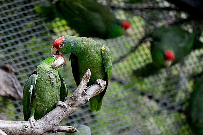 In this Wednesday, March 30, 2016 photo, parrots interact at SoCal Parrot, a parrot-rescue center, in Jamul, Calif. U.S. researchers are launching studies on Mexico's red crowned parrot - a species that has been adapting so well to living in cities in California and Texas after escaping from the pet trade that the population may now rival that in its native country. 