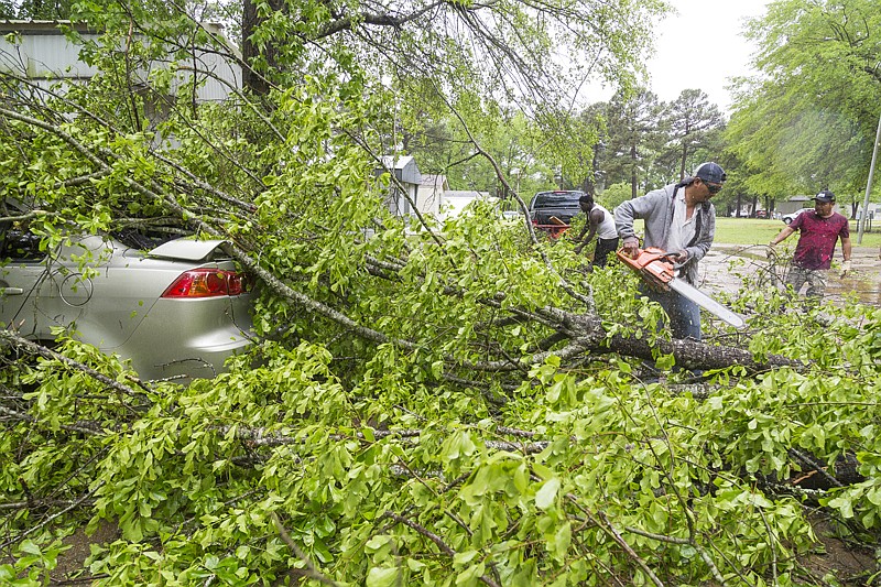 Jesus Vargas of Javan's Lawn Care & Landscape uses a chainsaw to cut branches that fell on Kristin Teer's car on Monday. The tree appeared healthy, and was split in half by winds. No one was hurt.