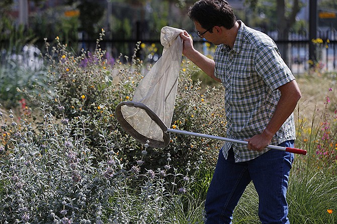 Dr. Brian Brown, Los Angelesâ€™ Natural History Museumâ€™s entomology curator, captures insects on a butterfly net Wednesday outside the Urban Nature Research Center in Los Angeles. BioSCAN is the worldâ€™s largest urban biodiversity study. Millions of insects from in and around Los Angeles have, and continue to be, collected. 