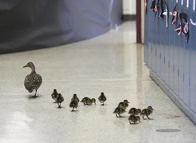 Vanessa the duck leads her offspring through the halls of the Village Elementary school in Hartland, Michigan, to the outdoors. Vanessa has returned to the Village Elementary school courtyard to lay her eggs for the past 13 years, and the school has formed a close bond with the duck.