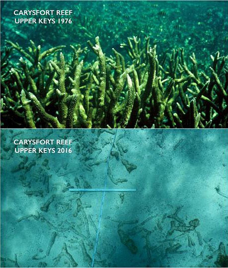 More acidic seawater dissolving limestone reef off Florida Keys ...